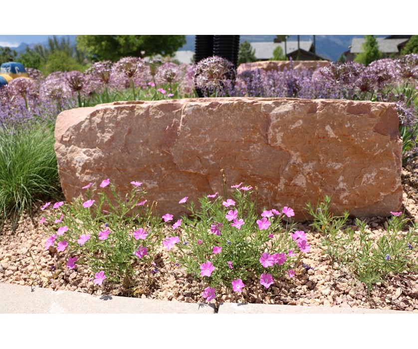Santa Fe Phlox